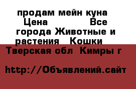 продам мейн куна › Цена ­ 15 000 - Все города Животные и растения » Кошки   . Тверская обл.,Кимры г.
